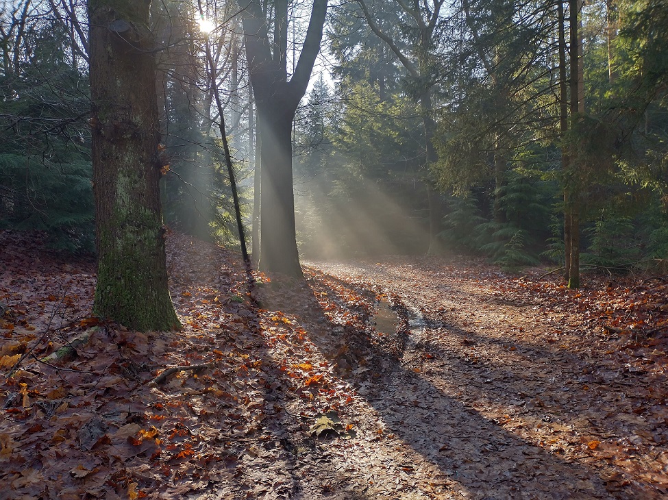 Gooisch Natuurreservaat - De Zuid